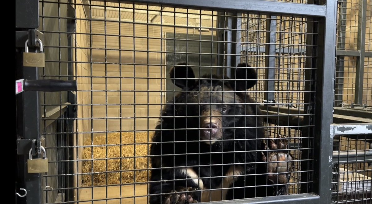 Yampil the bear, who was rescued from an abandoned zoo in Ukraine, has arrived at his new home in Scotland at @fivesisterszoo @STVNews