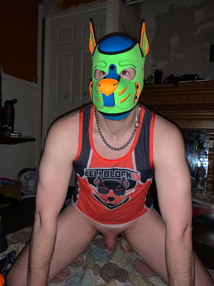 PupAuto's tweet photo. So this pup was so happy he lost his hood and gear . Friend came over let me wear his gear and this pup was wagging tail so happy. https://t.co/3HfKfo4Jfq