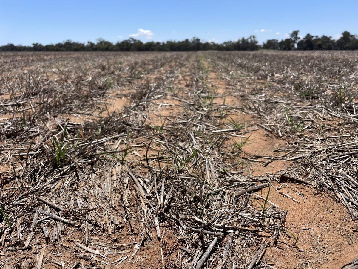 Pat Conlan tweet media