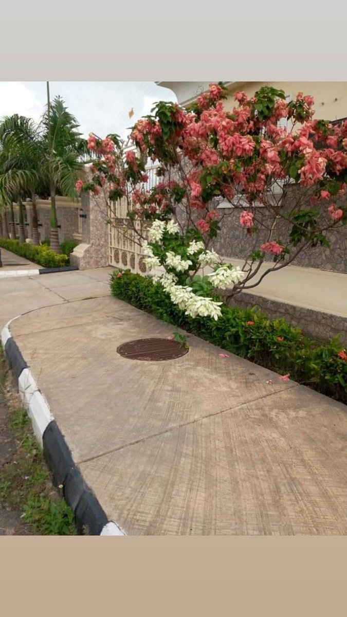 Adegboyetallest's tweet photo. Good morning everyone, I'm an Horticulturist, I beautify houses, hotels, companys and many other structures with flowers and I do interlocking stones too with a  history of delivering D best jobs and I can work in any location.. a trial will convince you. Like, retweet &amp; share https://t.co/UgpIKpNxMi