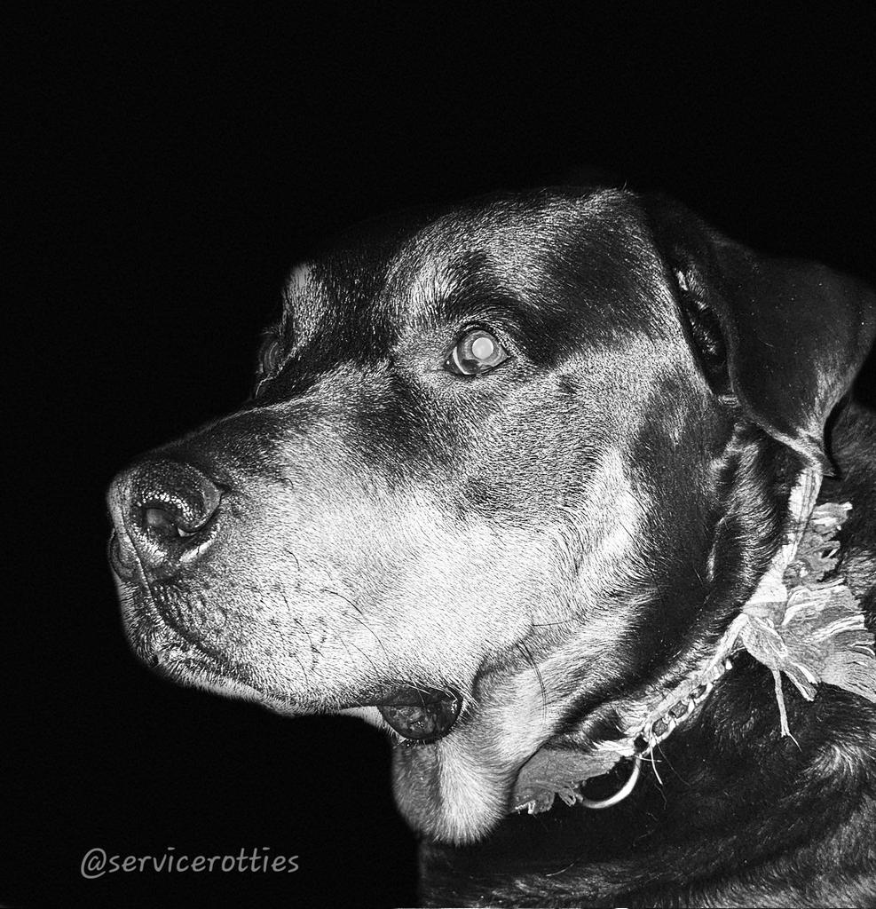 Sure, I have important tasks I do. Like retrieving the keys she drops in the snow, opening doors with booper buttons or helping her get from the wheelchair to the bed.  
But the most important thing I do is look her in the eye and listen to her fears, hopes and worries. The eye