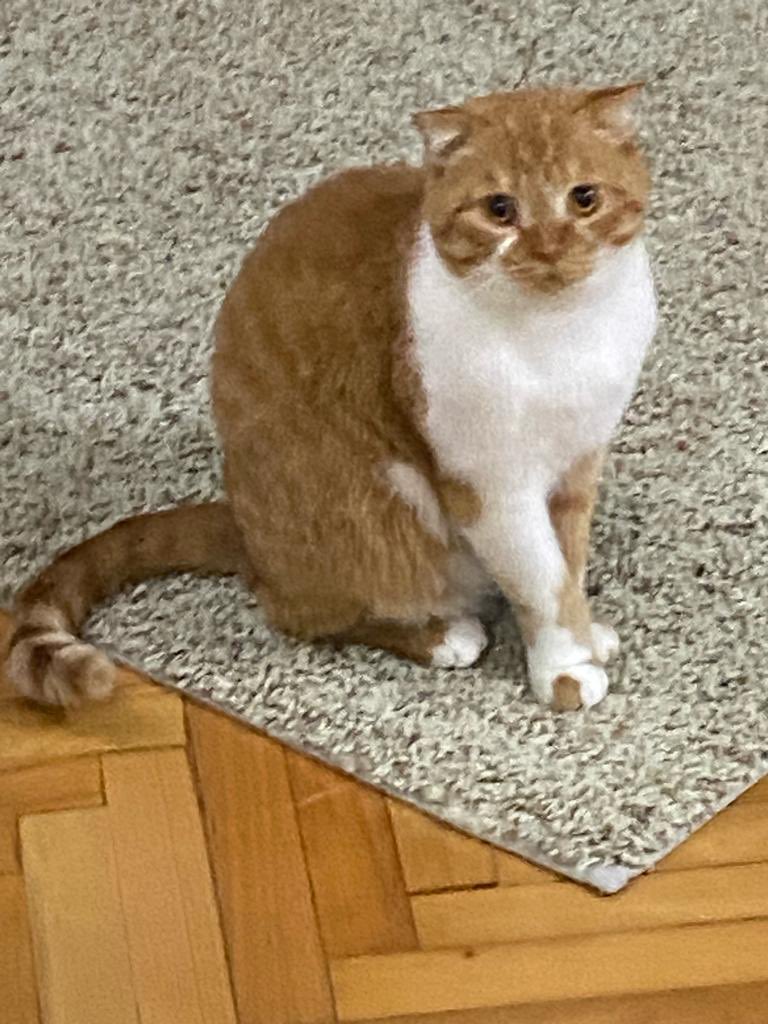 İzmir içi ücretsiz sahiplendirmedir. 1,5 yaşında Scottish streetish oğlumuz BOYOZ’u sahiplenecek arkadaşlar dm’den irtibata geçiniz. Tüm aşıları tamam, kısır çipli, taşıma çantası xxl kum kabı ile sahiplendirilecektir