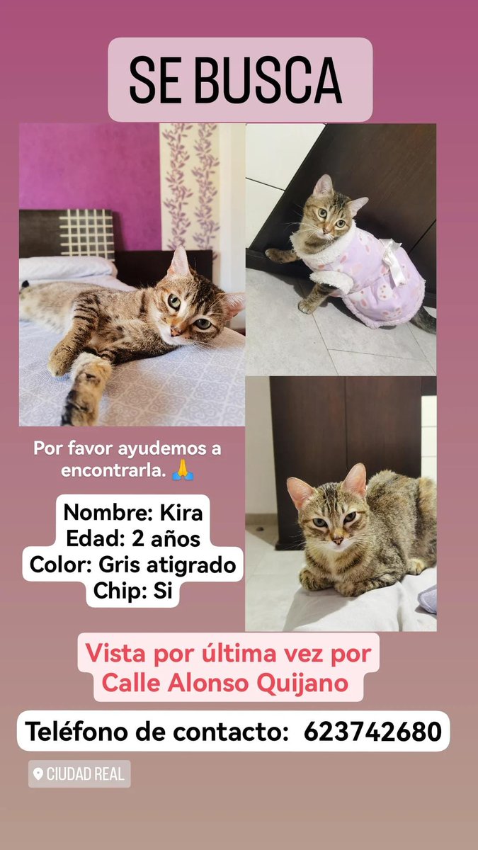 wzava699's tweet photo. Me ayudan a difundir por favor @wikiCR
Gatita perdida se la vio por última vez ayer 11 de enero por la calle Alonso Quijano. Muuchas gracias. https://t.co/oZI9IQrmbW