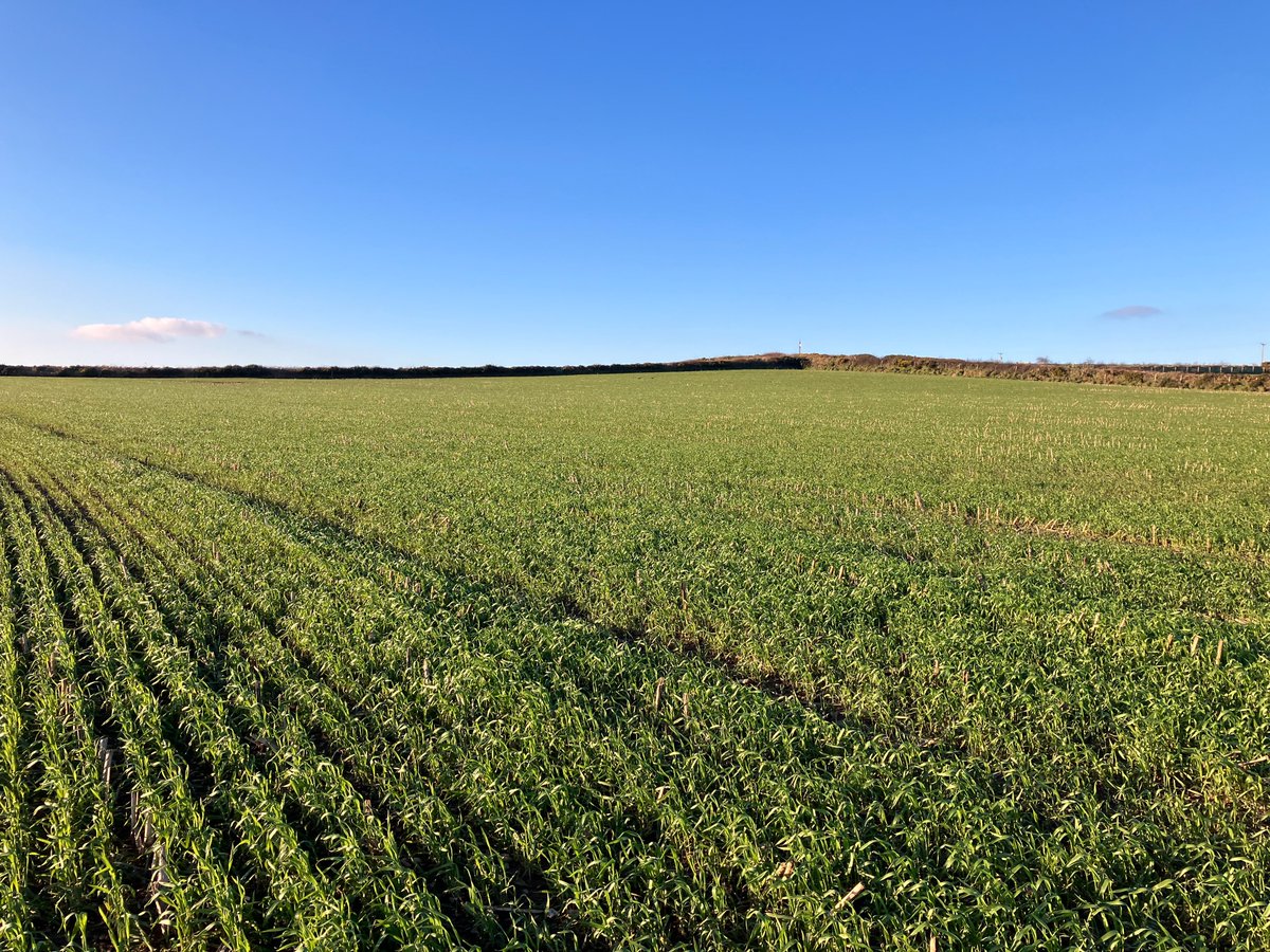 Heading for early turnout. A crop of T101 Wintemax Forage Triticale in Pembrokeshire from @WynnstayAgri