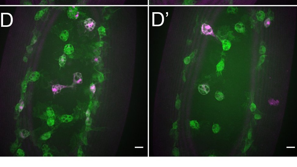 Elliot Brooks tweet media