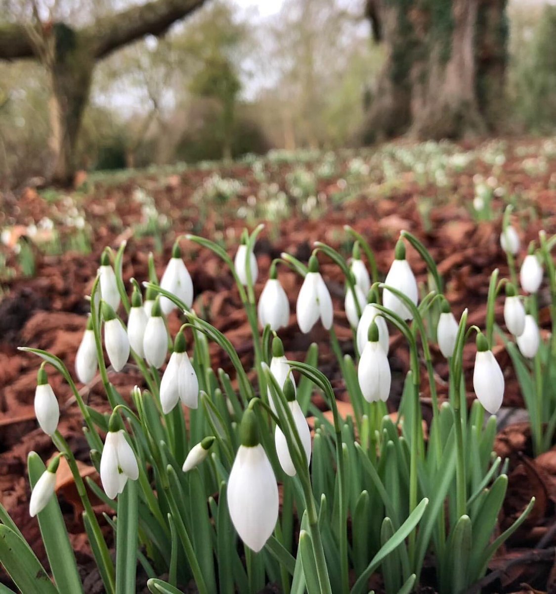 Welcoming in the day <a href="/AntonyWoodlandG/">Antony Woodland Garden</a> with these fairy delights. antonywoodlandgarden.com

#winter #soonbespring #hope #snowdrops #gardenfairies #gardensofinstagram #greatgardensofengland #greatgardensofcornwall #woodland #newyear #gardendelights #woodlandgarden #cornwall #plants