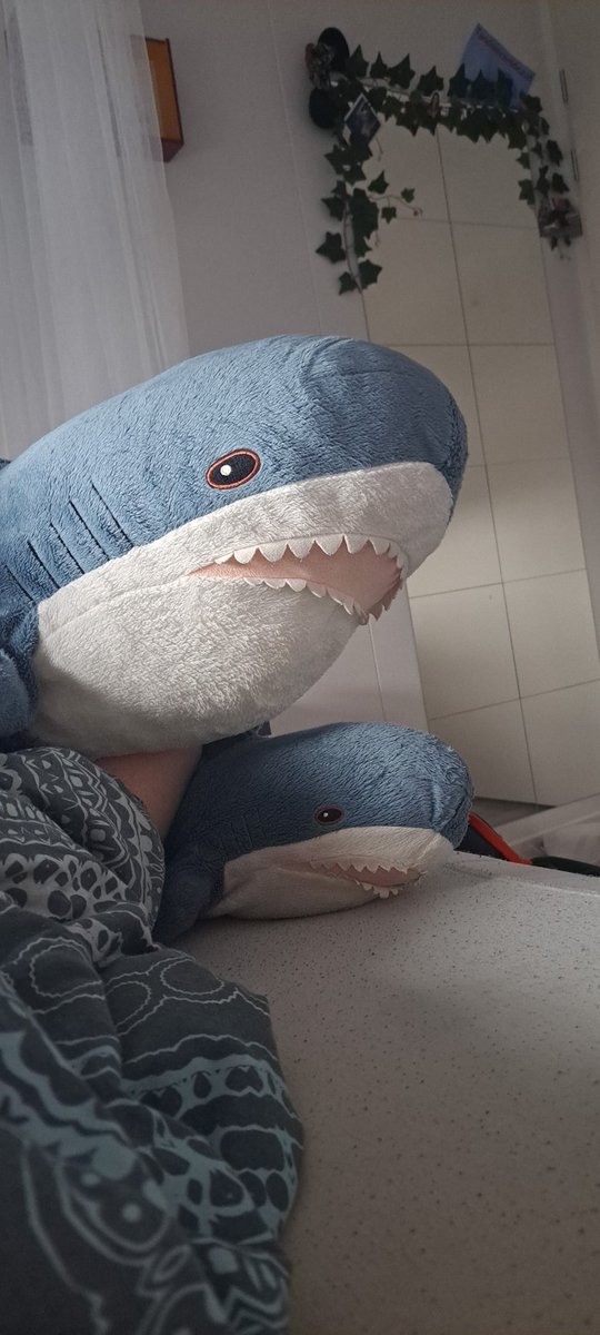TranGirlTweets's tweet photo. @zijhunpronouns Ik heb mommy Blåhaj en baby Blåhaj https://t.co/MRehN59jjI