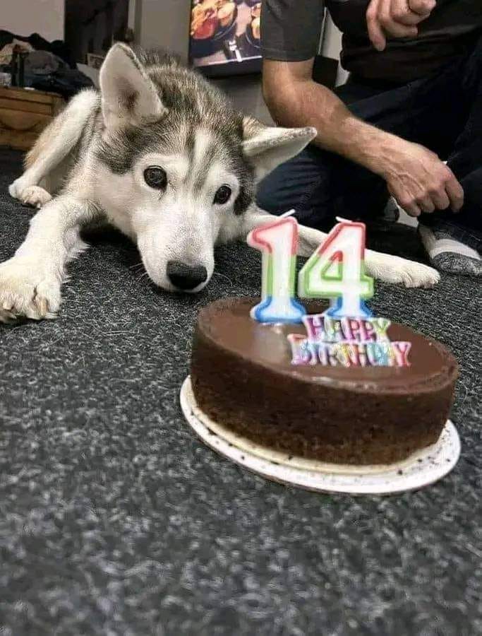 BestinDogs's tweet image. Today is my birthday but no one WISH me still now Happy Birthday 🎉🎉🥰