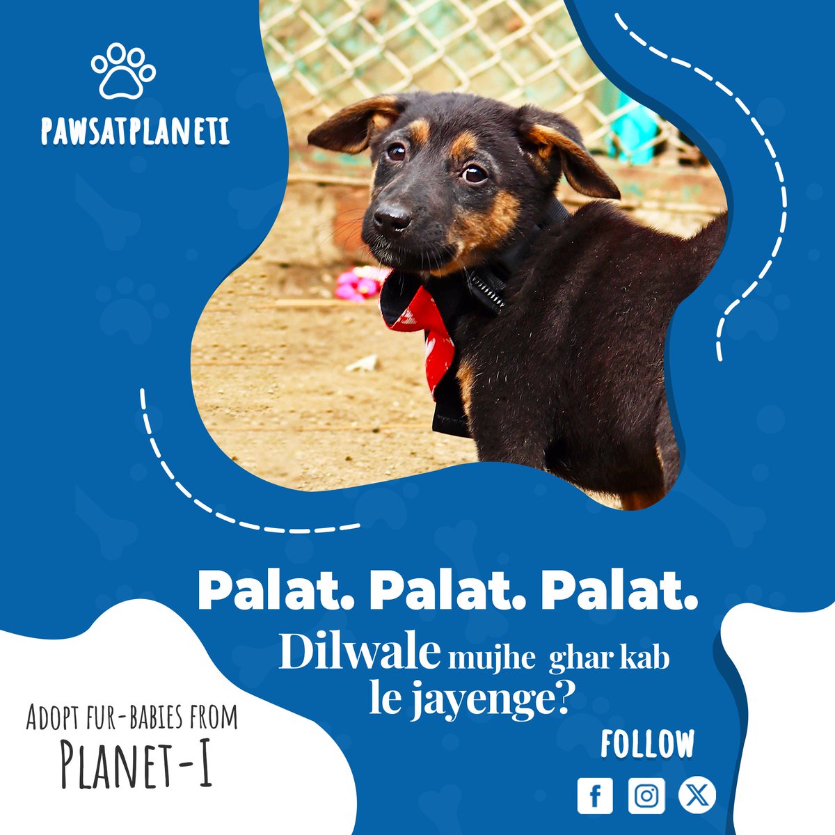 pawsatplaneti's tweet photo. Palat! 🐾 Your furry co-star is waiting for the biggest love story of your life at Paws at Planet-i, @IIM_I! M

Make your home a #blockbuster with a pawsitively charming companion. 

#IIMIndore #AdoptDontShop #Indore #Dogs #Puppies #AdoptionAlert  @askhimanshurai https://t.co/JH4Mvsa68z