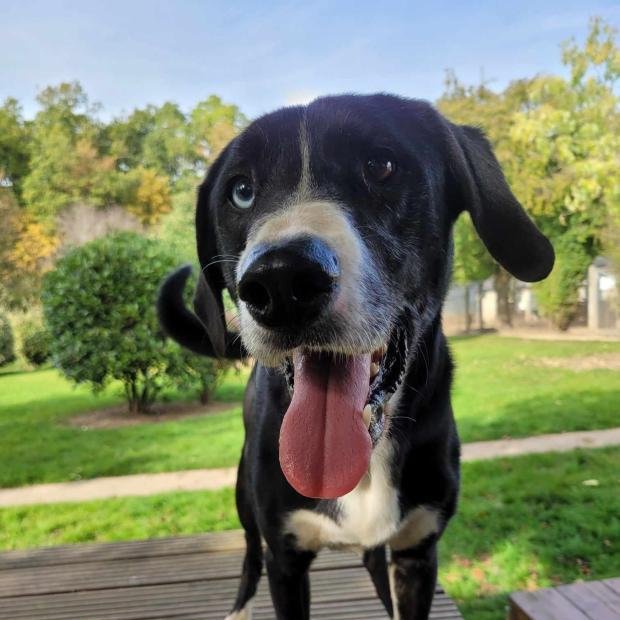 FBB_Officiel's tweet image. 🐶 #SosAdoption
Scat, 1 an, n&apos;a pas perdu l&apos;espoir !

« Bonjour, je suis SCRAT.
J&apos;ai été abandonné avec d&apos;autres chiens, nous étions tous attachés à un poteau...
Je n&apos;ai pas compris ce qu&apos;on avait fait pour mériter ça. Mais je n&apos;ai pas perdu l&apos;espoir en une vie meilleure.
Pour…