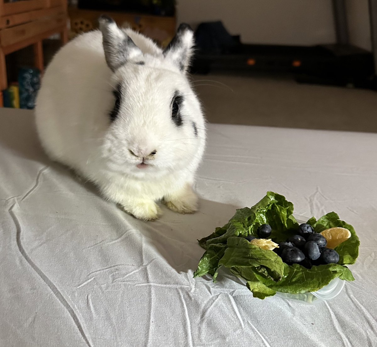 EmberRabbit's tweet image. Happy Birthday To Me, As I’ve Just Turned THREE‼️‼️‼️🥬🍊🫐🎊🎊🎊🎁🎁🎁🎈🎈🎉🎉🎉🩵🩵🩵🩵