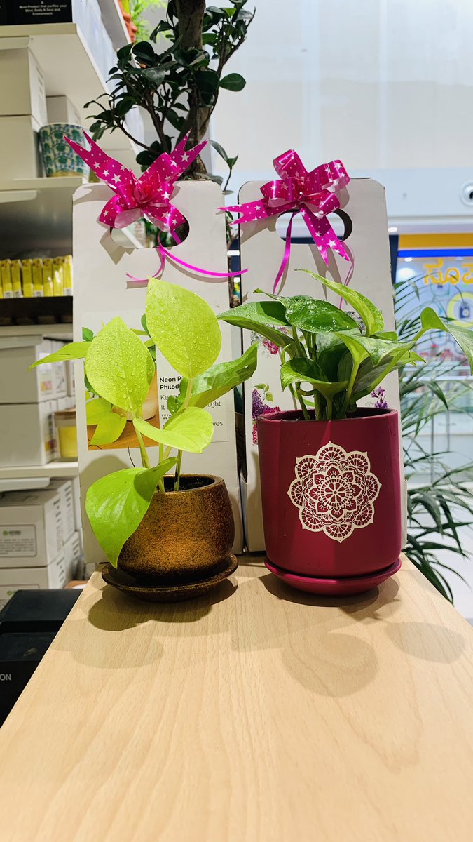 arphibo's tweet photo. Natural Gifting to your loved one 
#EcoFriendly #giftidea #plantgift https://t.co/n5c5IVdAT3