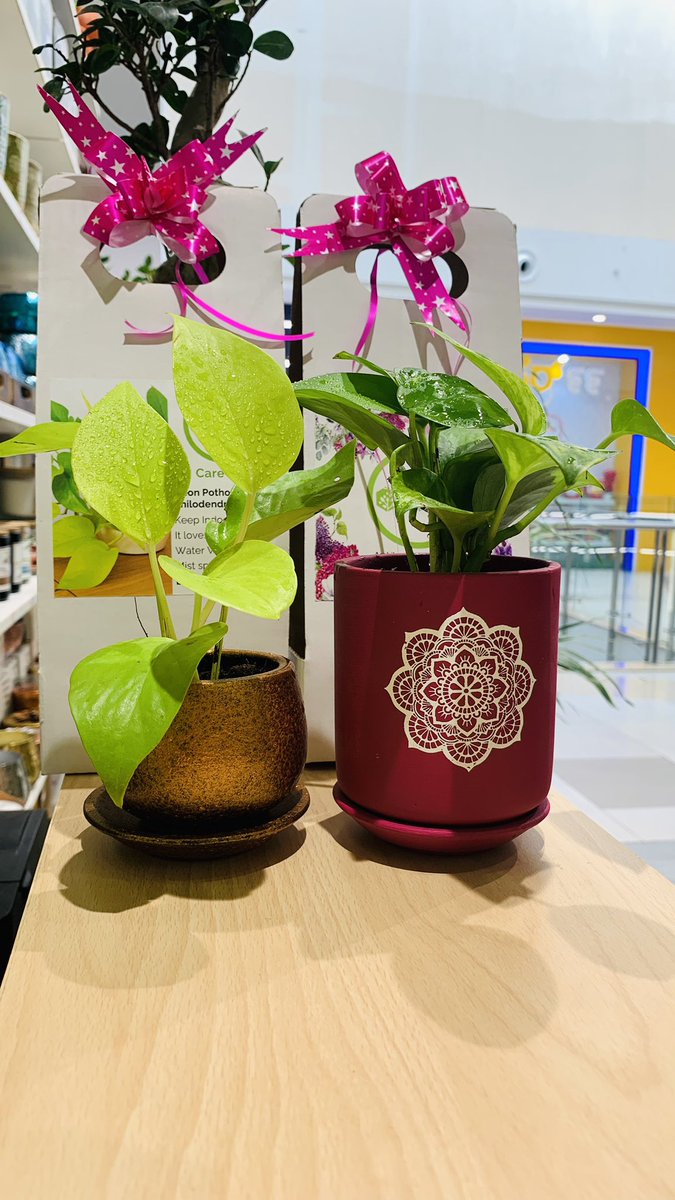 arphibo's tweet photo. Natural Gifting to your loved one 
#EcoFriendly #giftidea #plantgift https://t.co/n5c5IVdAT3