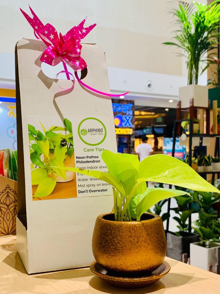 arphibo's tweet photo. Natural Gifting to your loved one 
#EcoFriendly #giftidea #plantgift https://t.co/n5c5IVdAT3