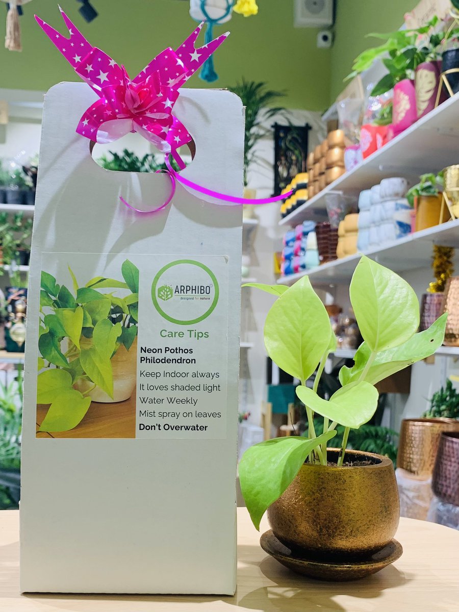 arphibo's tweet photo. Natural Gifting to your loved one 
#EcoFriendly #giftidea #plantgift https://t.co/n5c5IVdAT3