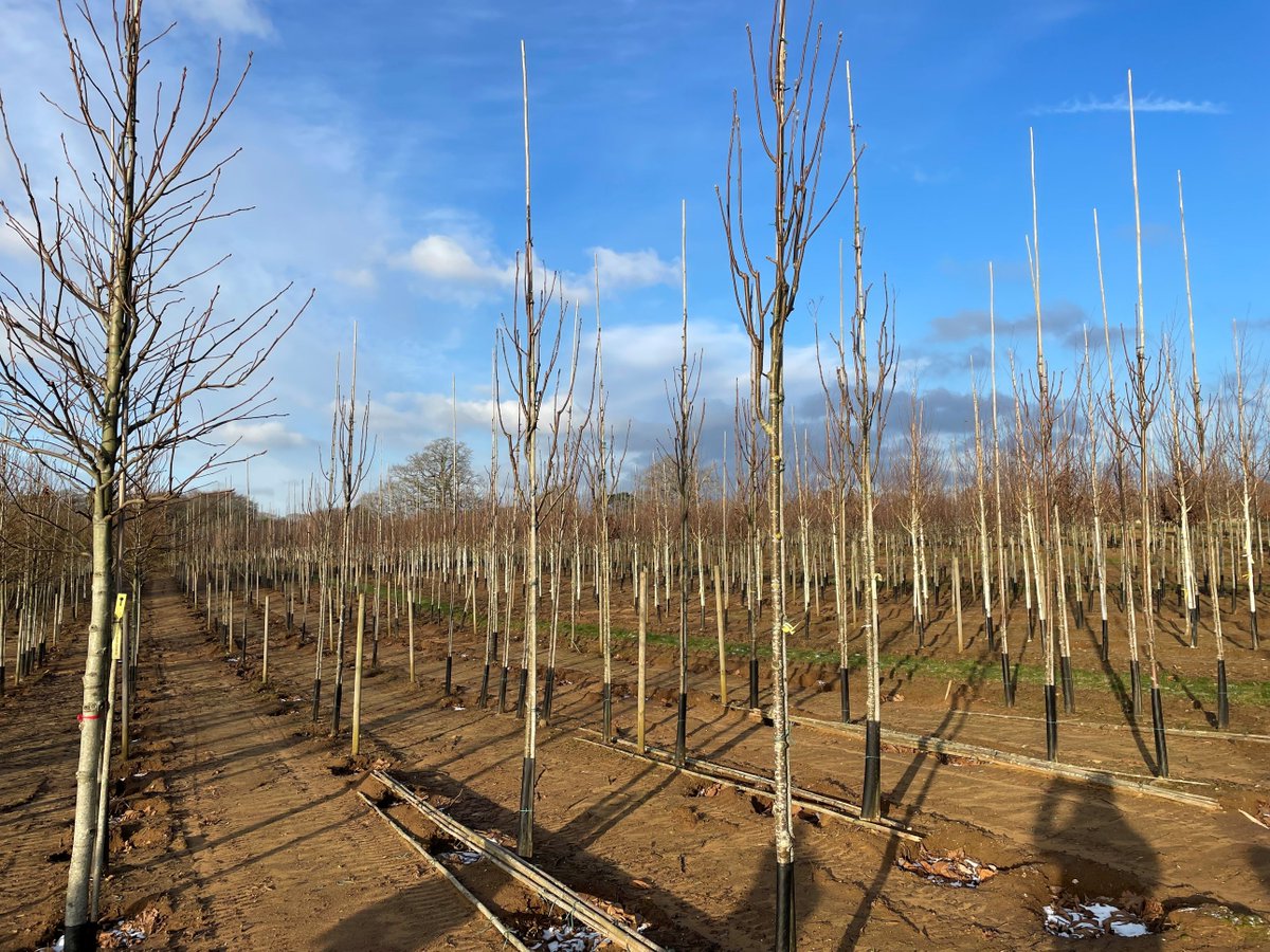 HullMaritime's tweet image. The selection process for the trees which will be  planted at locations within the city centre &amp;amp; surrounding area is underway. 

Earlier this week, 136 native trees were individually selected at @Hilliergarden, a UK  leading nursery in Hampshire. 

Read maritimehull.co.uk/whats-happenin…