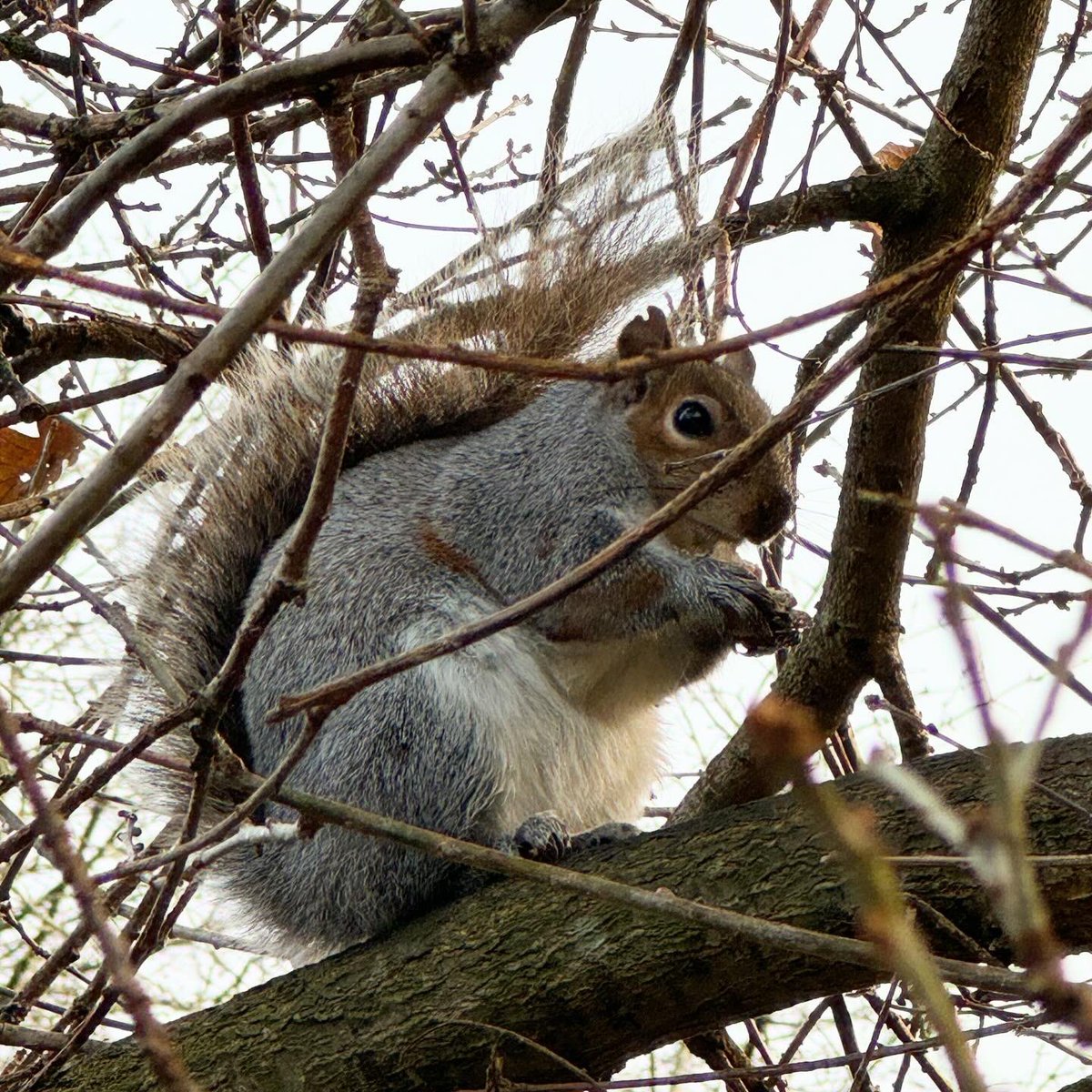 Not fat shaming our local squirrel population, but they’ve cleared got a good food source nearby 😄🐿️