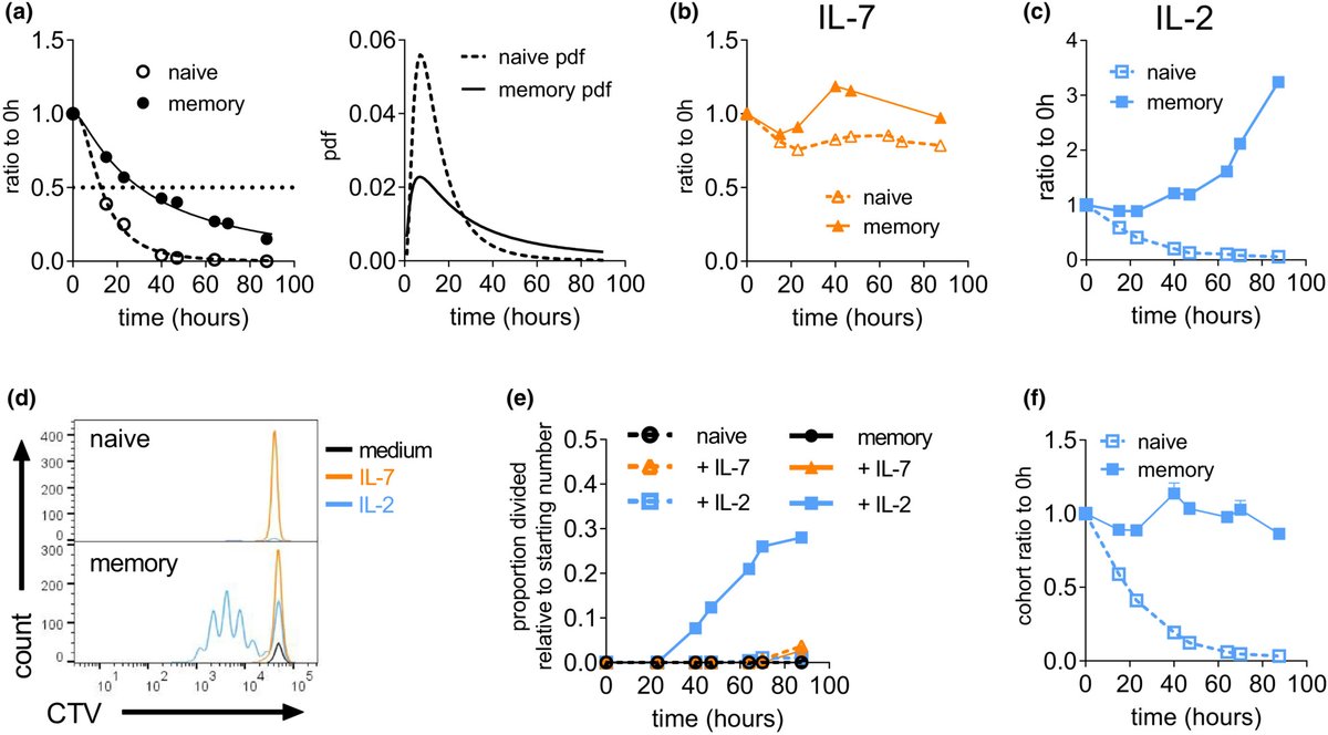 discovimmunol's tweet photo. We're excited to collaborate with @ImmunolCellBiol to highlight our Outstanding Articles of the Month! ✨
In this ICB highlight, @SuHeinzel et al. show that naive & #memoryTcells share fundamental fate programmes controlling their survival & proliferation https://t.co/LcI8FhAN17 https://t.co/LHZGcjTF5g
