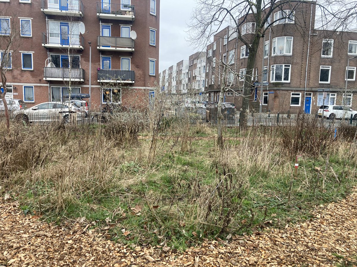 rinibiemans's tweet photo. Het #winterbeeld in #park1943 De komende maanden gaat dit helemaal veranderen 😀 Alles gaat weer groeien en bloeien 🤩🍀😇 #biocrow #inheemsenatuur #biodiversiteit https://t.co/k1uzlU654h