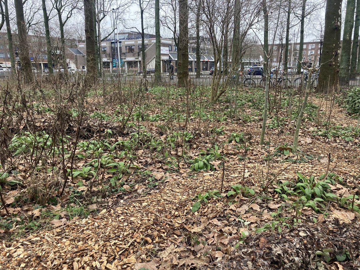 rinibiemans's tweet photo. Het #winterbeeld in #park1943 De komende maanden gaat dit helemaal veranderen 😀 Alles gaat weer groeien en bloeien 🤩🍀😇 #biocrow #inheemsenatuur #biodiversiteit https://t.co/k1uzlU654h