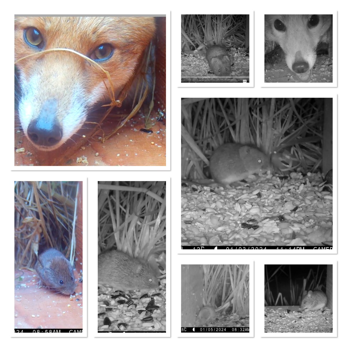 Some of the latest visitors to one of our trail cams in West Devon…. No harvest mice this season yet, but we’re still trying! (Thank you <a href="/mullion5/">Jon Valters</a> for hosting this camera, and sharing these shots).