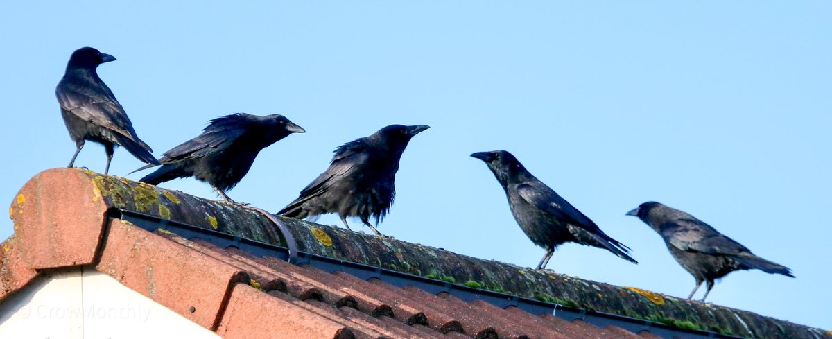 CrowMonthly's tweet photo. The usual suspects. https://t.co/icpOe6Pk7P