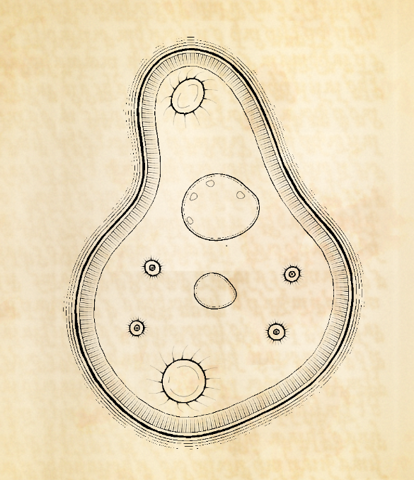serendipityarty's tweet image. Is there life emerging from the blockchain ??
Cytographia by @golan / Genomes by @ciphrd @zzznah