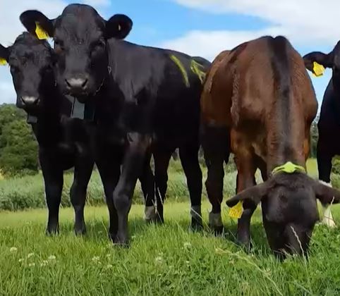 Interested in the use of virtual fencing for flexible and conservation grazing? Check out this webinar hosted by the Swedish University of Agricultural Sciences in Swedish and (from 59:08) in English with @conor_holohan of @AFBI_NI. ow.ly/1aZu50QoQ4F