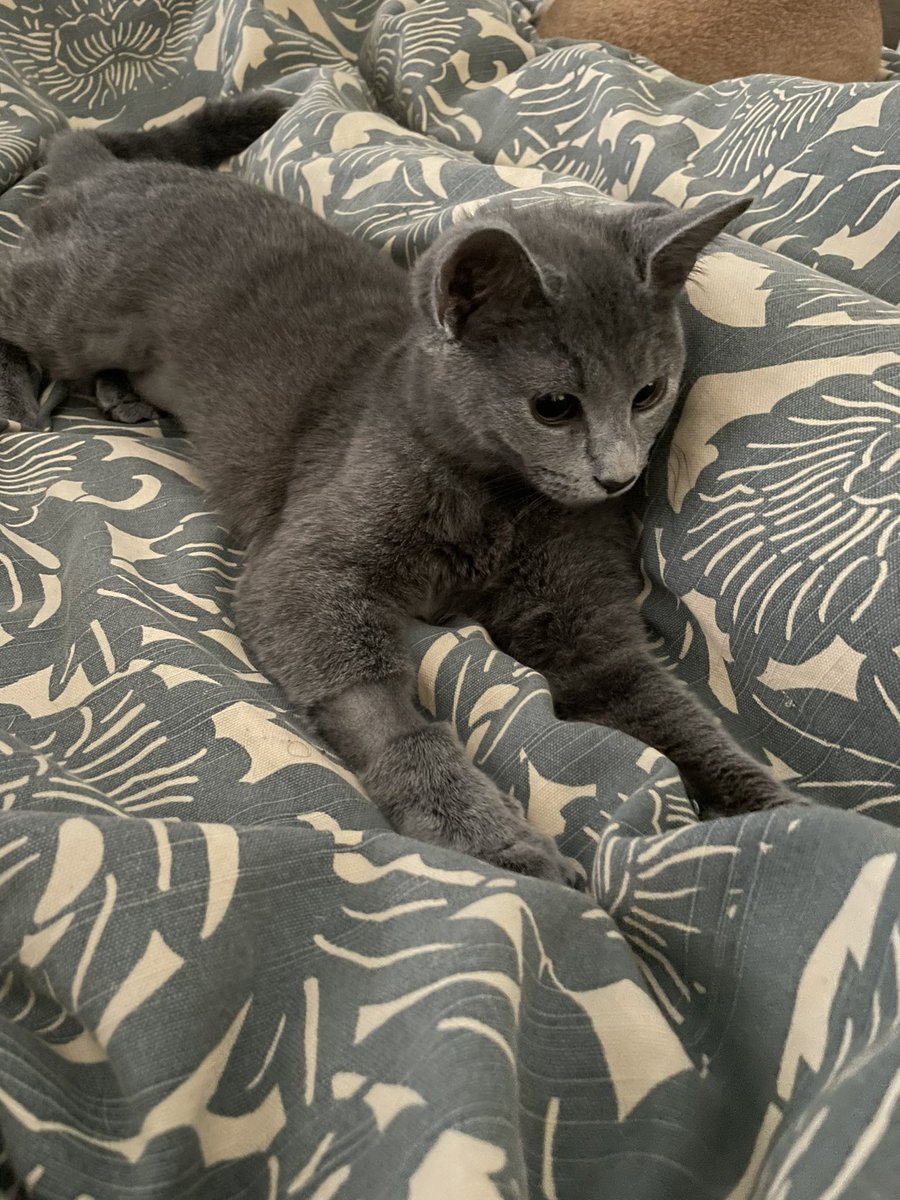 xian qing tweet media