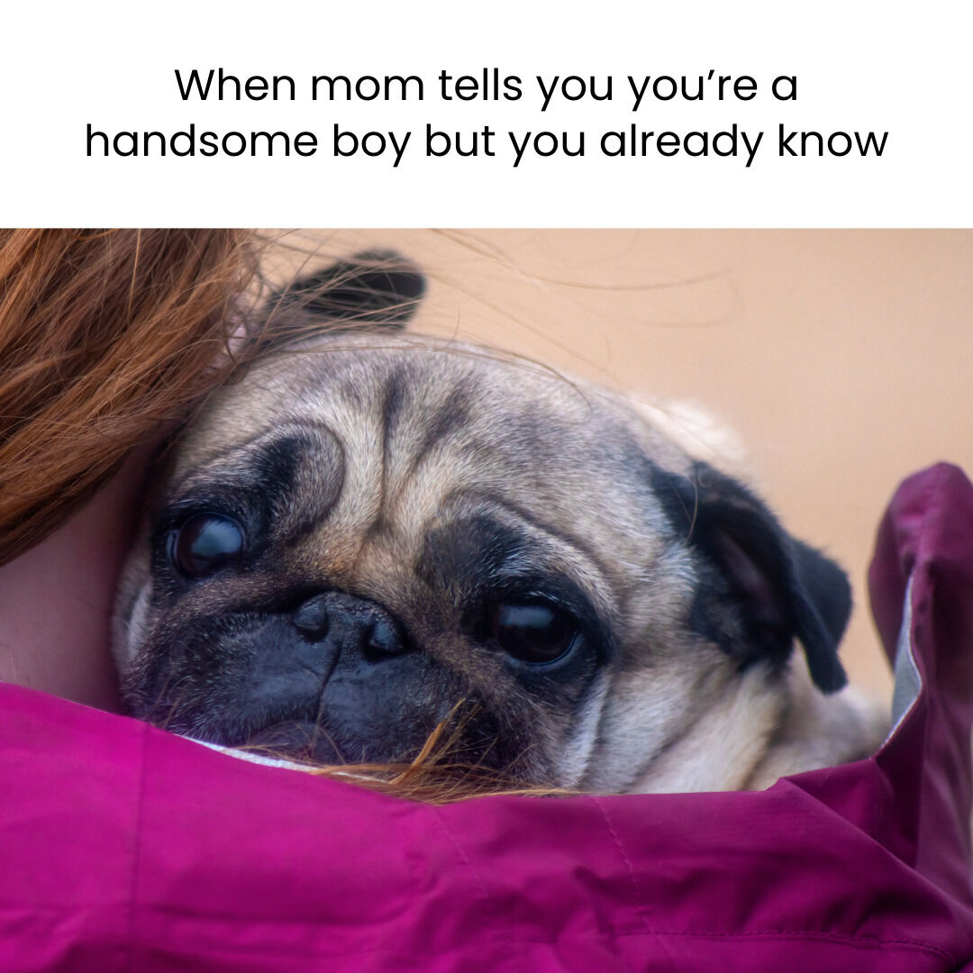 pugazon's tweet photo. Follow 👉 @Pugazon
Follow 👉 @Pugazon
Follow 👉 @Pugazon

#pug #pugs #pugdog #puglife #puglove #pugpuppy #puglover #pugsofinstagram #dog #dogs #doglife #dogslife #doglover #doglovers #pugloversclub #pugslife #pugsforlife #love #smile #happy #picoftheday #cute #instagood #bestboy https://t.co/pNyZNigPo0