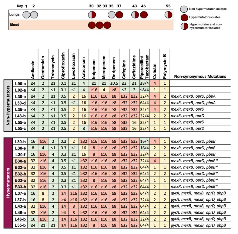 Hypermutator lineages of Pseudomonas aeruginosa can emerge when the bacterium persists following acute infections such as ventilator-associated pneumonia; these lineages have the potential to affect patient outcomes. Learn more in #mSystems: asm.social/1ES