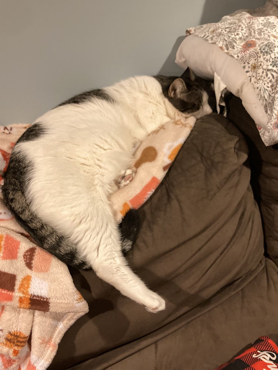 sorey my twittor is Ded, i’m all goode but momb (studious type) is at “collage” and so she doesnot live with me (meeble) so i cannot steal her phone and talk to mine twittor friend’s (cate type) BUT i am hear and i am all goode and safe and still habby at hoame <3