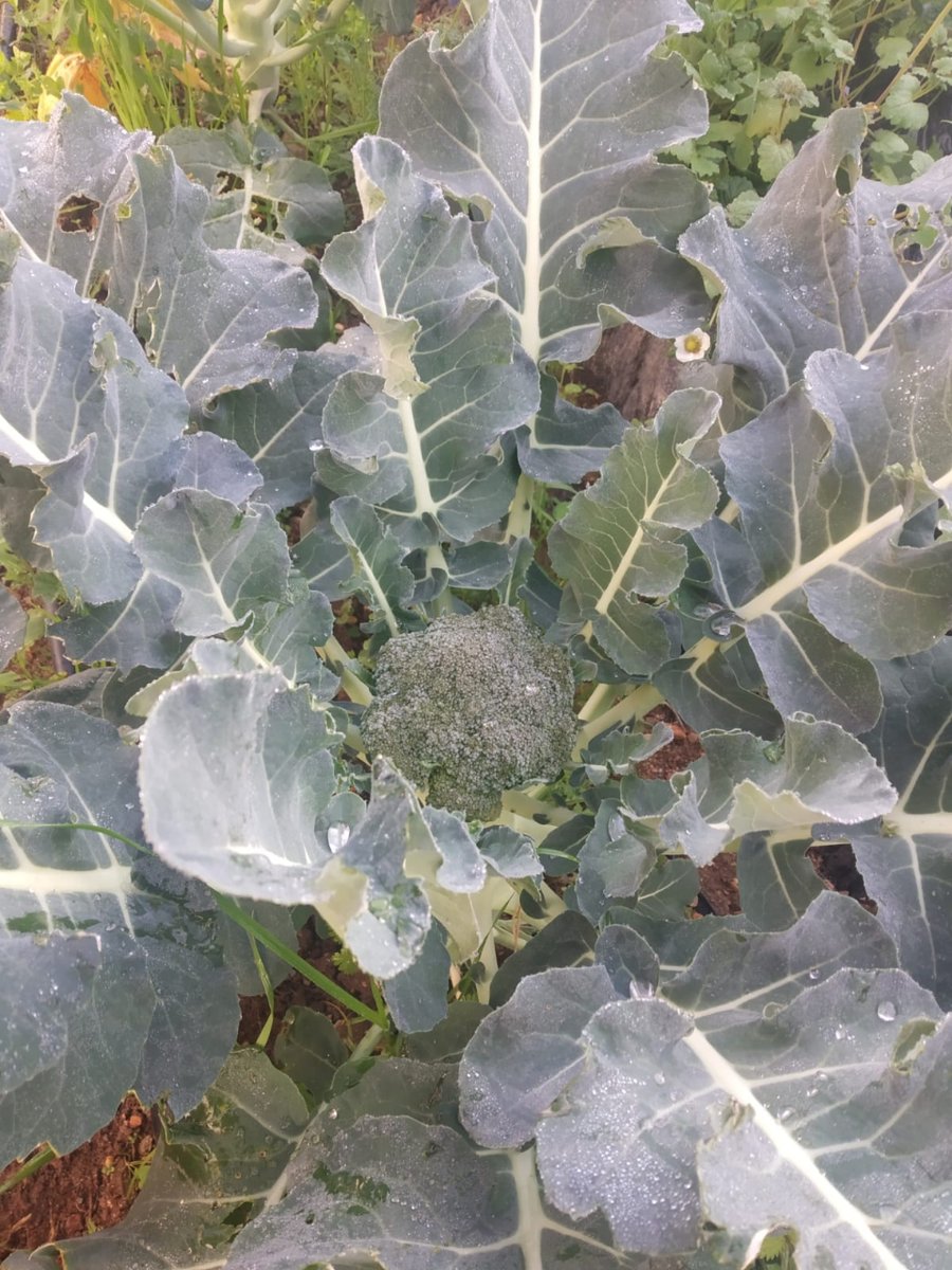safavalverde's tweet image. Seguimos fomentando durante los recreos el cuidado y mantenimiento de nuestro huerto, donde el alumnado al finalizar sus labores, degusta las naranjas de nuestros naranjos.
Conoce más de nosotros en:
💻 valverde.safa.edu
☎️ 959 551 553
#YoconSAFA #VivirporAmor #jesuitas