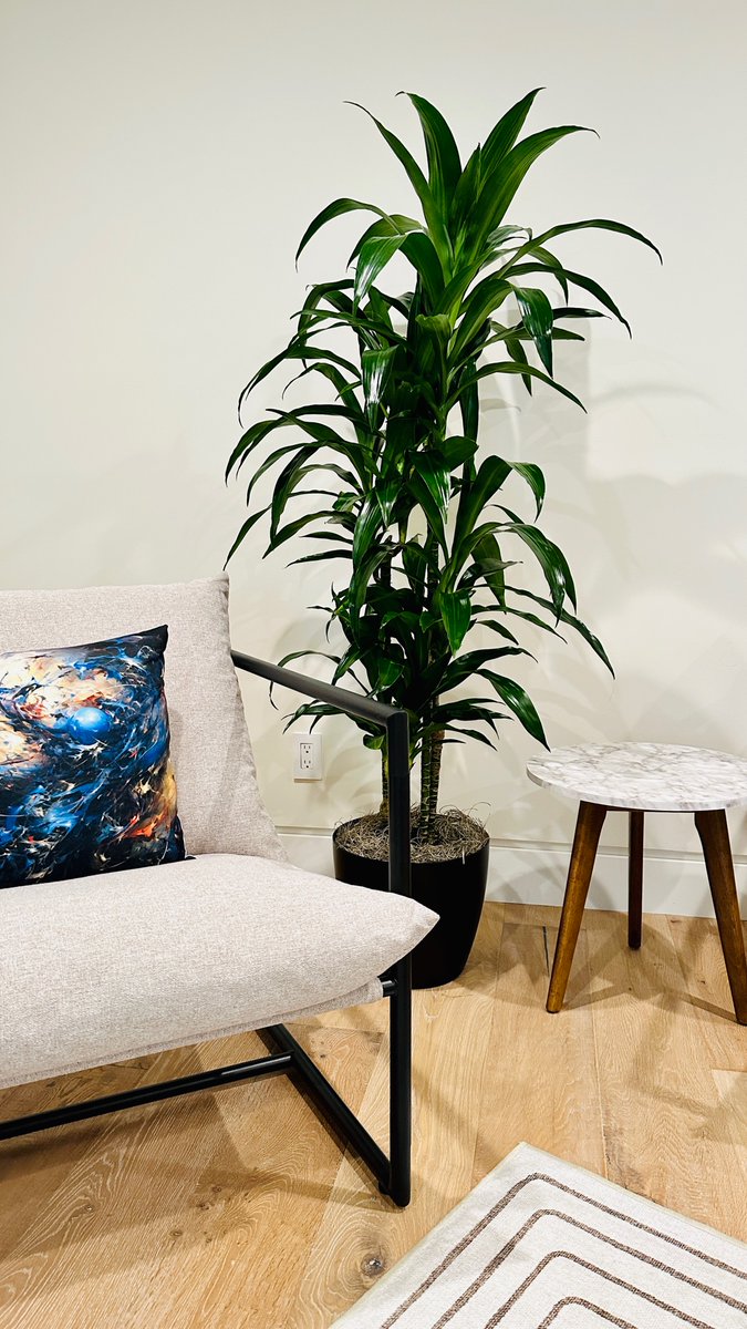 wrightgardnerSF's tweet photo. 🌿Just had a meeting with our most hard-working employee. He’s promising big growth this quarter. Keeps to himself, always green with enthusiasm, and never leaves early - Meet our office plant, Phil! 🌱😂 

#OfficeHumor #PlantLife https://t.co/QGePq2XGag