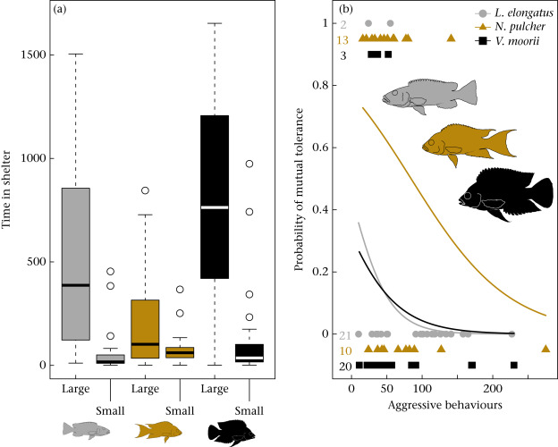 KLIVVWien's tweet photo. 📢Cooperatively breeding cichlids show improved conflict resolution compared to less social species which fosters the evolutionary transition to complex societies, according to the new study by #StefanFischer, #ArneJungwirth & Co. published in @asab_tweets #AnimBehav 🐟🐟🐟 https://t.co/KJiGnGbXvW