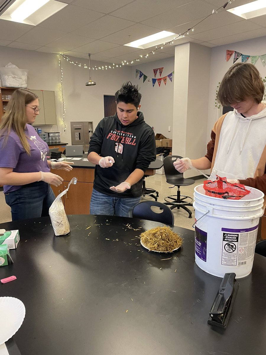 PflaumerGISA's tweet image. We are starting off the semester learning about ecosystems dynamics, with a focus on decomposers. Today, students prepared their own mushroom bags to cultivate three kinds of oyster mushrooms.