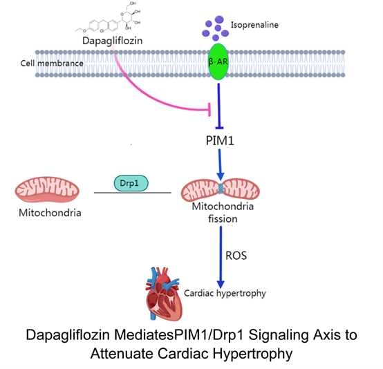 JCVPOnline's tweet photo. Unlocking dapagliflozin's cardiac ballet: a PIM1-guided symphony against hypertrophy π«β¨
https://t.co/pSuOrpURTS
#Dapagliflozin #CardiacHypertrophy #CardiovascularProtection #PIM1Pathway #MitochondrialFission #CardiologyResearch #Cardiology #ResearchHighlight https://t.co/6UY07uR9Kr