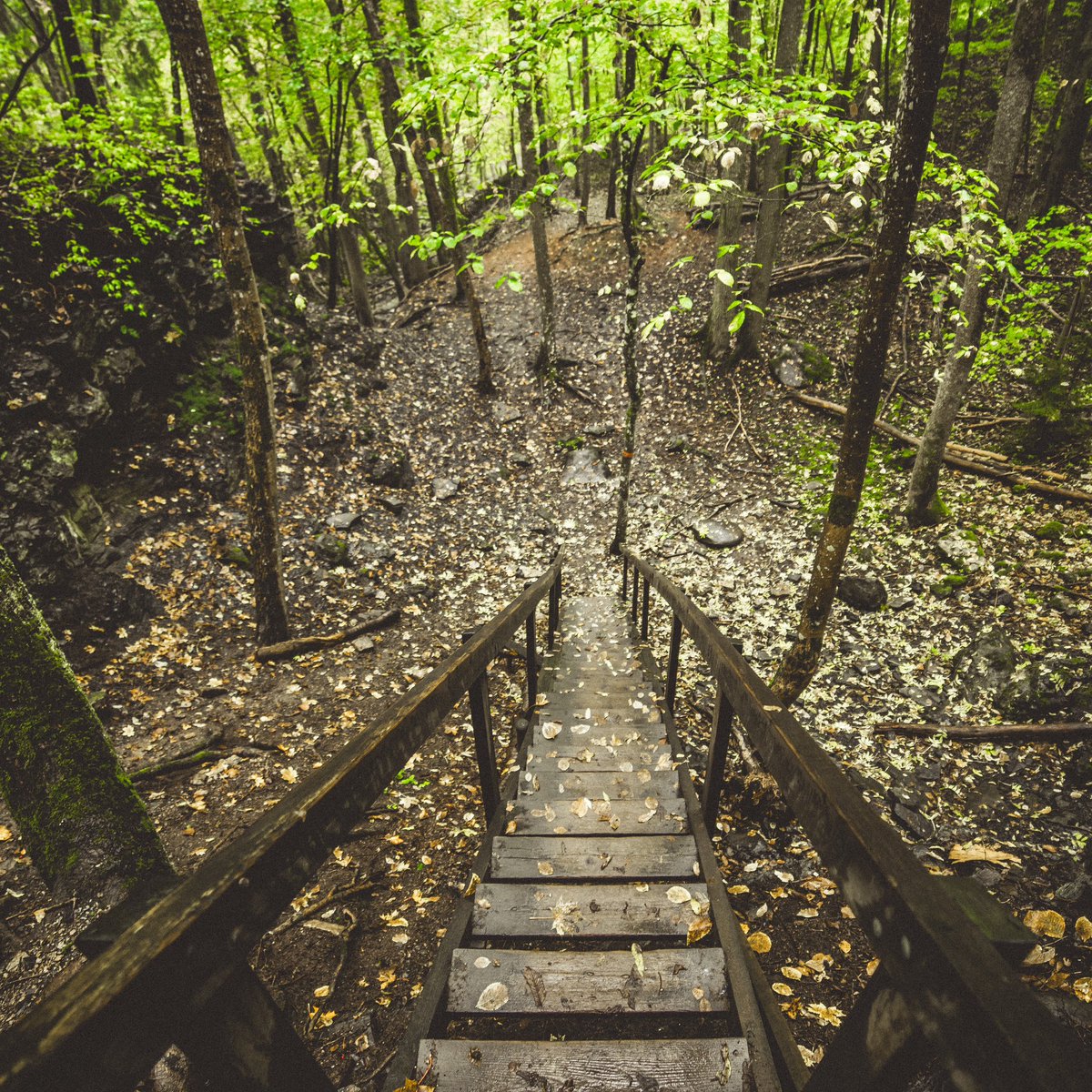 Show me your forest photos! 🌳 

I’ll retweet my favorites!

#SharingIsCaring