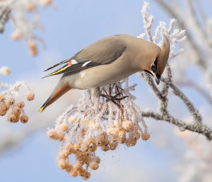 BBCSpringwatch tweet picture