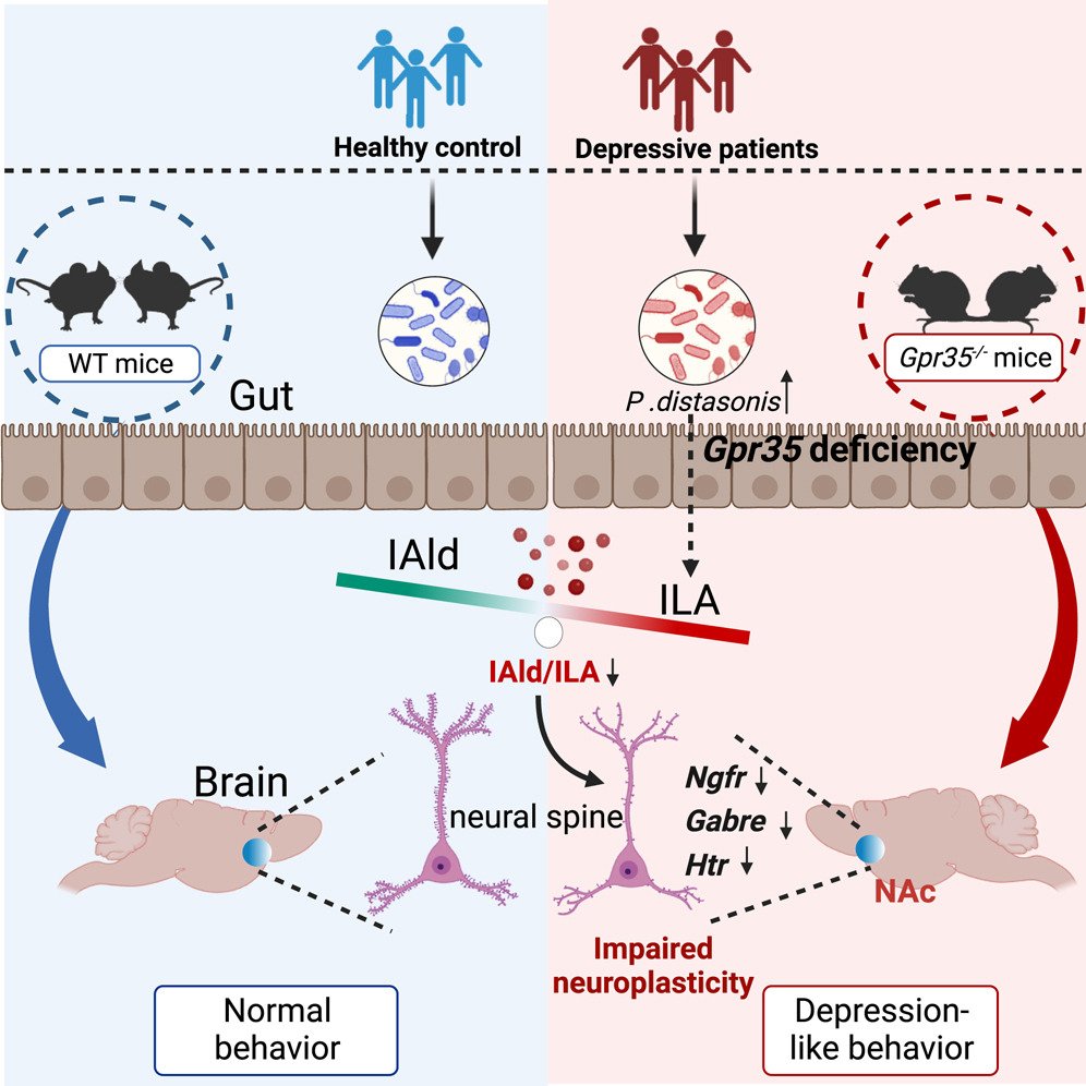 ktguzz's tweet photo. A Gpr35-tuned gut microbe-brain metabolic axis regulates depressive-like behavior
https://t.co/yhn7Q4ej0U https://t.co/euJu7RKIY4
