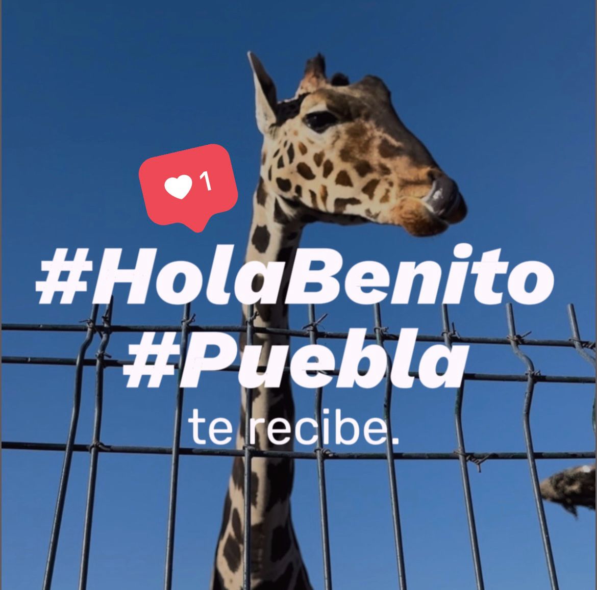 DIBAGobPue's tweet photo. #HolaBenito 🦒 #Puebla es tu casa. Acá eres bienvenido. @SergioSalomonC @AfricamSafari https://t.co/dC66FBQAZL