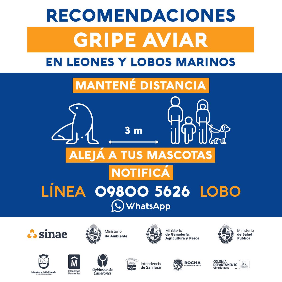 sinae_oficial's tweet photo. Gripe aviar | Recomendaciones
➡️ Ante sospechas de la presencia del virus en lobos o leones marinos notificar por WhatsApp al 09800 5626
➡️ Mantené distancia y no permitas que tus mascotas se acerquen
➡️ Conocé más en: https://t.co/OyYoII1mYu https://t.co/ehWj5Sdhbe