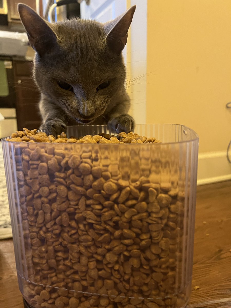 phil and rufus (party hat and party favor) tweet media