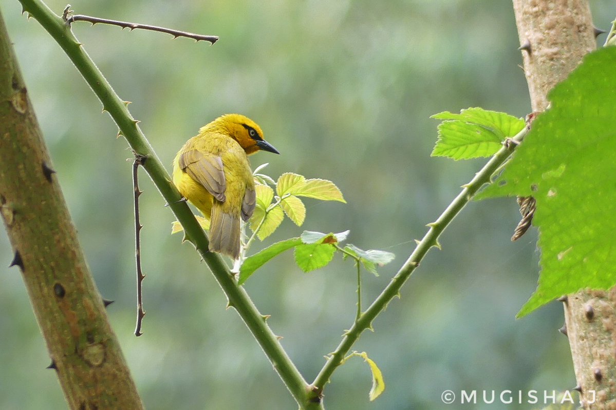 Ploceus ocularis. The spectacled weaveris a species of bird in the family Ploceidae. This common species breeds in solitary pairs, and both sexes are bright yellow, have an olive-yellow back, black 'spectacles' and pale eyes. The male has a black throat.