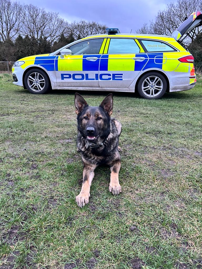ChNWPoliceDogs's tweet photo. Last night PD Neiki attended to assist officers with a report of a large disturbance involving a knife and other weapons.
One suspect was located hiding in a nearby garden, Neiki had a word with him and convinced him to come out quietly.
#PDNeiki https://t.co/Zxm0heLPvk