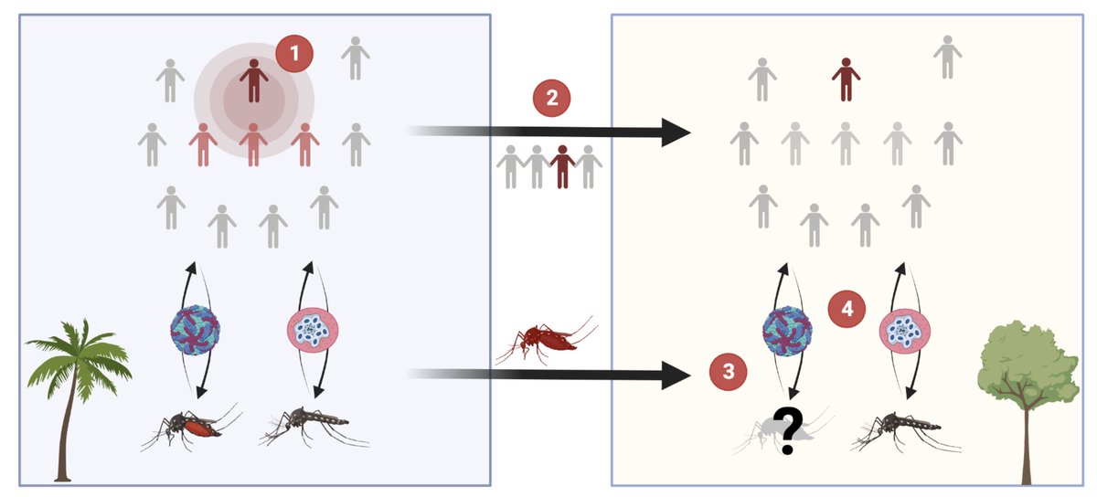 ColinJCarlson's tweet photo. I'll be looking for a postdoc to join our group at Yale this fall, working with @viralemergence on: (1) using ML to predict mammal-mosquito-arbovirus interactions; or (2) documenting present-day range shifts in 🦇🐒🦟. My DMs are open! Reach out! https://t.co/G9U3YZo877