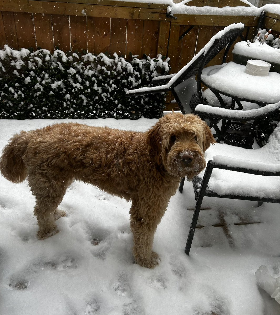 Hey wow! 🤩 
#Algorand 

I am now using a picture of a happy dog on a snowy deck to ask you to join the Algorand Forum.

#everydaycrypto 

forum.algorand.org