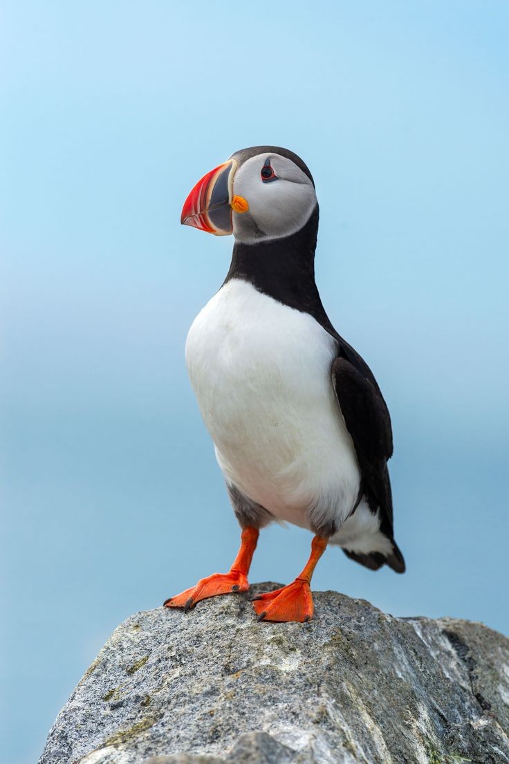 ttwiillght's tweet photo. ‼️ CURIOSIDADE DO DIA:

É um pássaro?? Um avião?? Não! É o papagaio-do-mar! Vocês sabiam que existe um mini querido que é a mistura de pinguim com papagaio?? Esse querido consegue voar dentro e fora da água, além de conseguir fazer o seu bico brilha no escuro. https://t.co/EDvQ5nHLfu