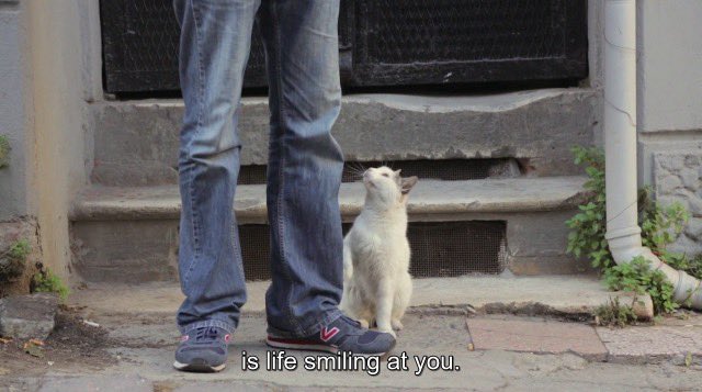 Kedi, 2016
directed by Ceyda Torun