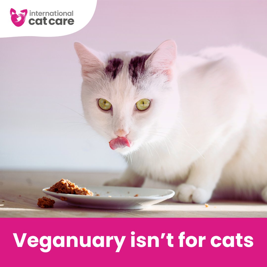 Joining in #Veganuary? Cats are obligate carnivores, meaning they must eat meat to survive, and we should #RespectCats species-specific needs

Chat to your vet clinic if you have any questions or concerns about your cat’s nutrition

👉 icatcare.org/veganuary-why-…

#KeepCatsWell